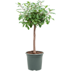 Ficus reflexa