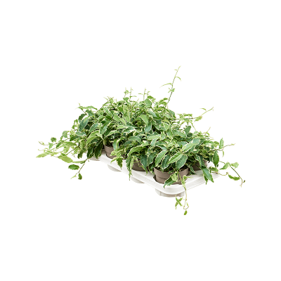 Растение горшечное Фикус/Ficus radicans 'White' 8/tray