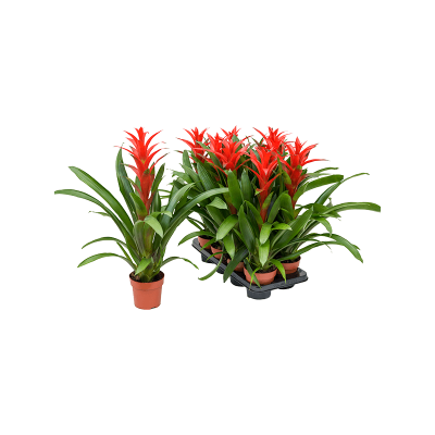 Растение горшечное Гузмания/Guzmania 'Amoretto' 8/tray