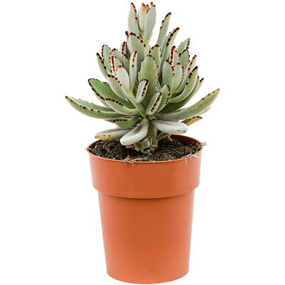 Растение горшечное Каланхое/Kalanchoe tomentosa