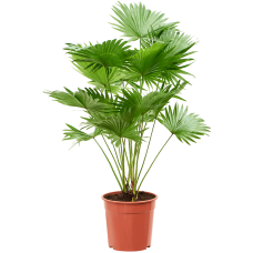 Livistonia rotundifolia (2pp)