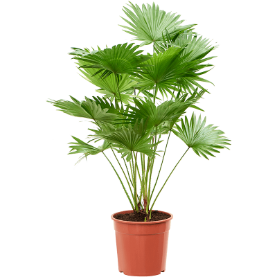 Растение горшечное Лоропеталум/Livistonia rotundifolia (2pp)
