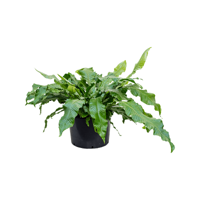 Растение горшечное Микросорум/Microsorum crocodyllus