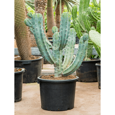 Растение горшечное Миртиллокактус/Myrtillocactus geometrizans