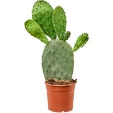 Opuntia indica