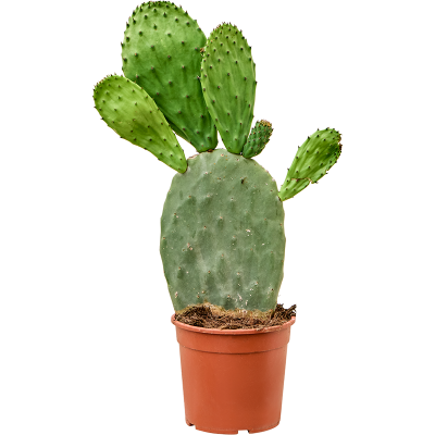 Растение горшечное Опунция/Opuntia indica