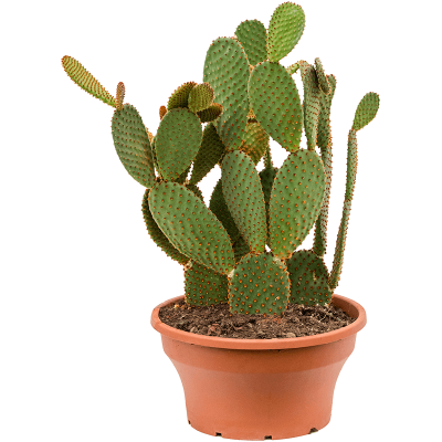 Растение горшечное Опунция/Opuntia microdasys 'Rufida'