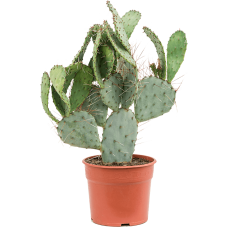 Opuntia santa rita