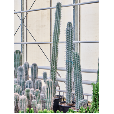 Pachycereus weberi