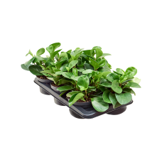 Peperomia obtusifolia 'Green' 6/tray