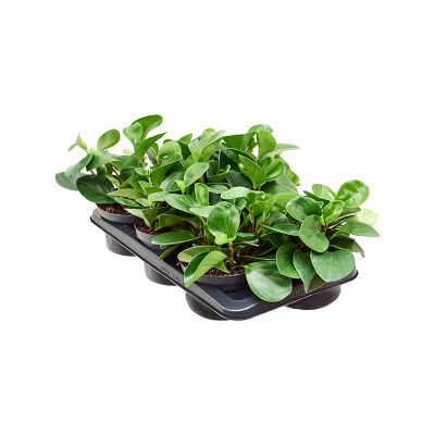 Растение горшечное Пеперомия/Peperomia obtusifolia 'Green' 6/tray