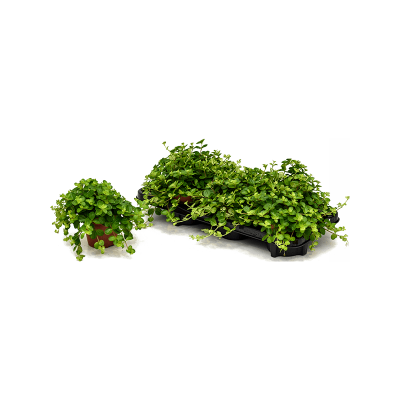 Растение горшечное Пеперомия/Peperomia rotundifolia 6/tray