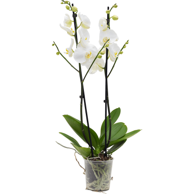 Растение горшечное Фаленопсис/Phalaenopsis 'Krystina' 6/tray