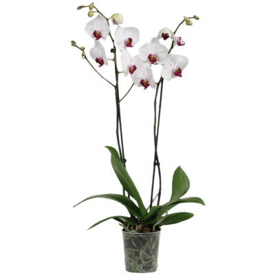 Растение горшечное Фаленопсис/Phalaenopsis 'Red Lip' 10/tray