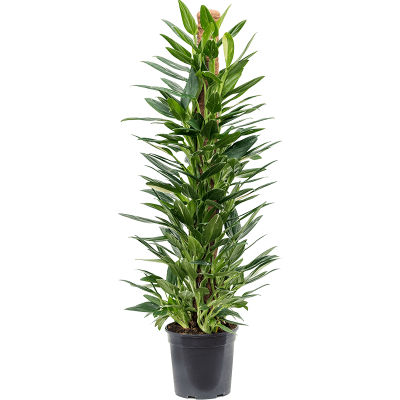 Растение горшечное Филодендрон/Philodendron 'Cobra'