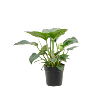 Растение горшечное Филодендрон/Philodendron 'Green Beauty'