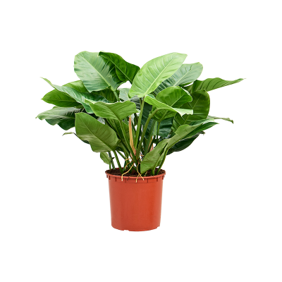 Растение горшечное Филодендрон/Philodendron 'Imperial Green'