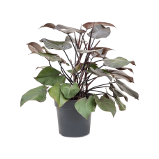 Philodendron purple congo