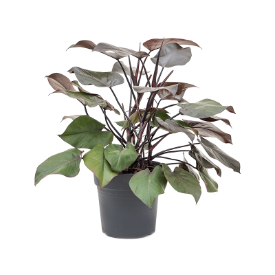 Растение горшечное Филодендрон/Philodendron purple congo