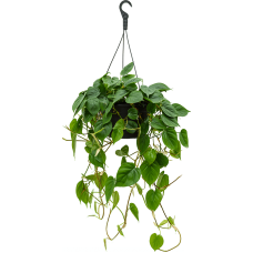 Philodendron scandens (120-140)