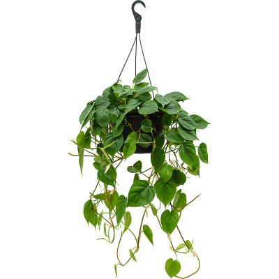 Растение горшечное Филодендрон/Philodendron scandens (120-140)