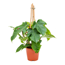 Philodendron squamiferum