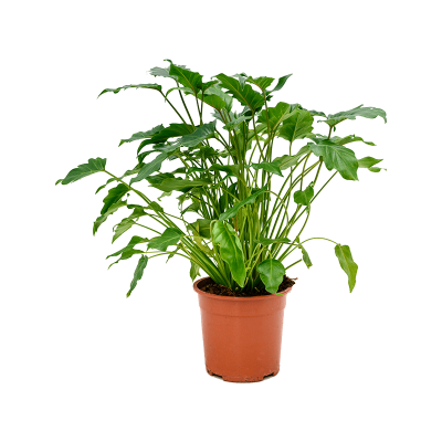 Растение горшечное Филодендрон/Philodendron 'Xanadu'