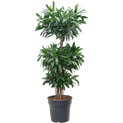 Растение горшечное Плеомеле/Pleomele (Dracaena) reflexa