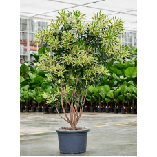 Pleomele (Dracaena) reflexa 'Song of Sri Lanka'