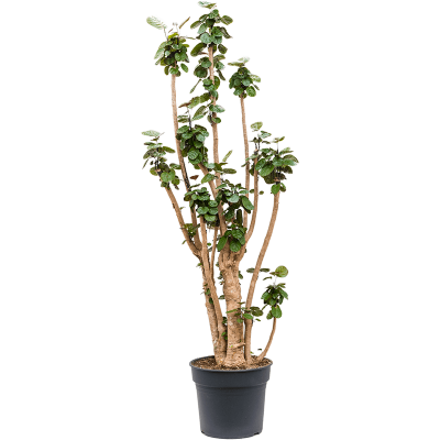 Растение горшечное Аралия/Aralia (Polyscias) 'Fabian'
