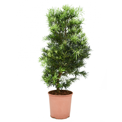 Растение горшечное Подокарпус/Podocarpus macrophyllus