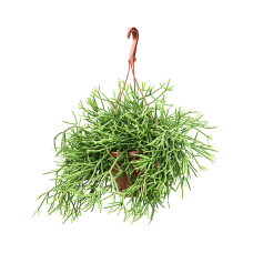 Rhipsalis heteroclada