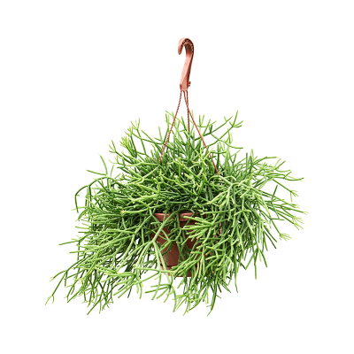 Растение горшечное Рипсалис/Rhipsalis heteroclada