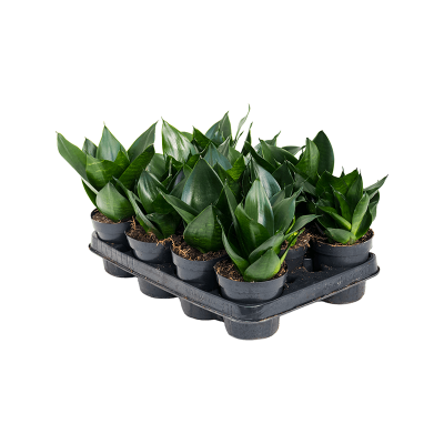 Растение горшечное Сансевиерия/Sansevieria black dragon 11/tray