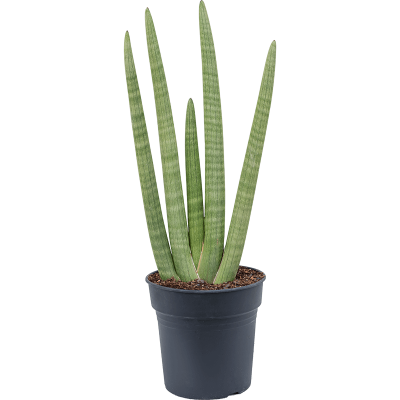 Растение горшечное Сансевиерия/Sansevieria cylindrica handshake