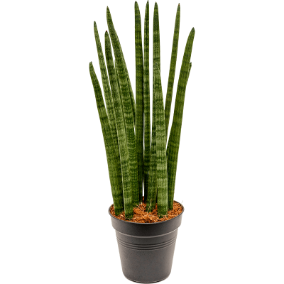 Растение горшечное Сансевиерия/Sansevieria cylindrica 'Tower'