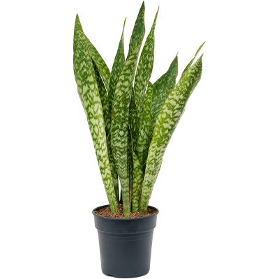 Растение горшечное Сансевиерия/Sansevieria masoniana 'Dragon'