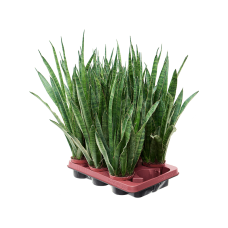 Sansevieria kirkii 9/tray