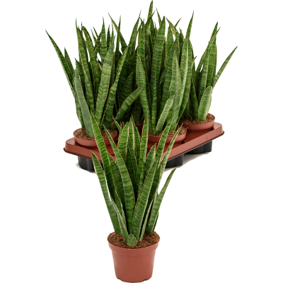 Растение горшечное Сансевиерия/Sansevieria kirkii 6/tray