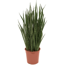 Sansevieria kirkii