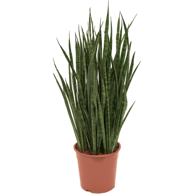 Растение горшечное Сансевиерия/Sansevieria kirkii