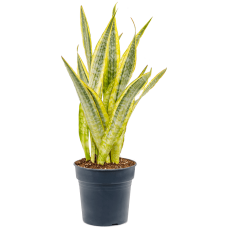 Sansevieria trifasciata 'Lauren'