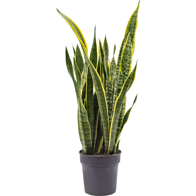 Растение горшечное Сансевиерия/Sansevieria trifasciata 'Laurentii'