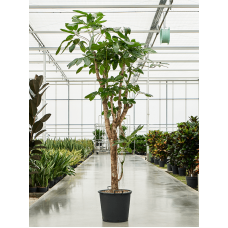 Schefflera actinophylla 'Amate'