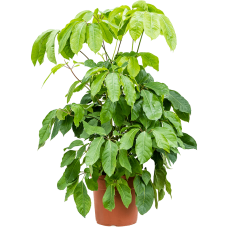 Schefflera actinophylla 'Amate'