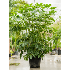 Schefflera actinophylla 'Amate'