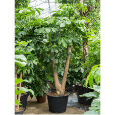 Schefflera amate