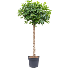 Schefflera arboricola 'Compacta'