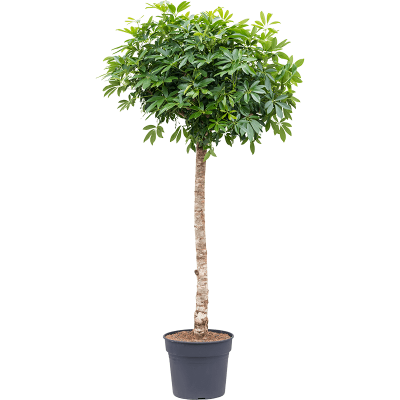 Растение горшечное Шеффлера/Schefflera arboricola 'Compacta'