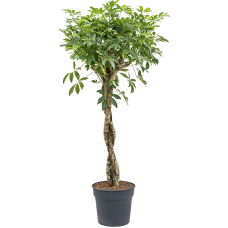 Schefflera arboricola 'Gold Capella'